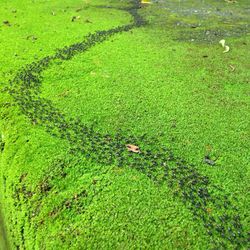 Plants growing on grassy field