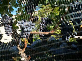 Grapes growing in vineyard