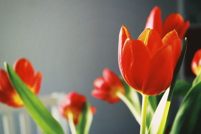 Close-up of tulips blooming indoors