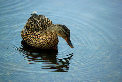 High angle view of mallard duck swimming in lake