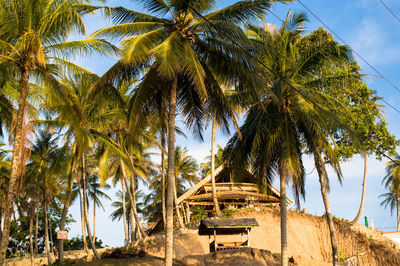 Palm trees on beach against sky