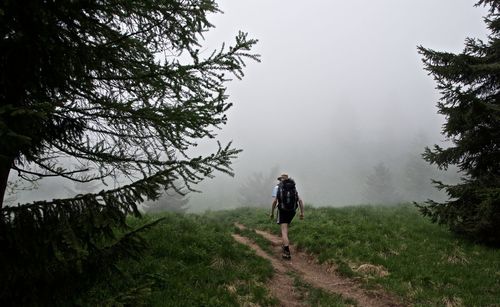 Rear view of backpacker walking in forest during foggy weather