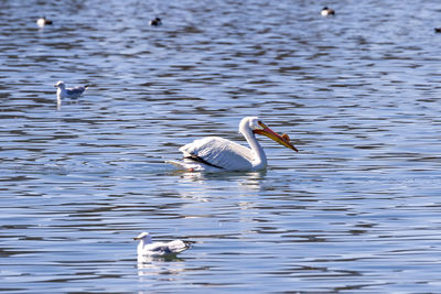 Bird in lake