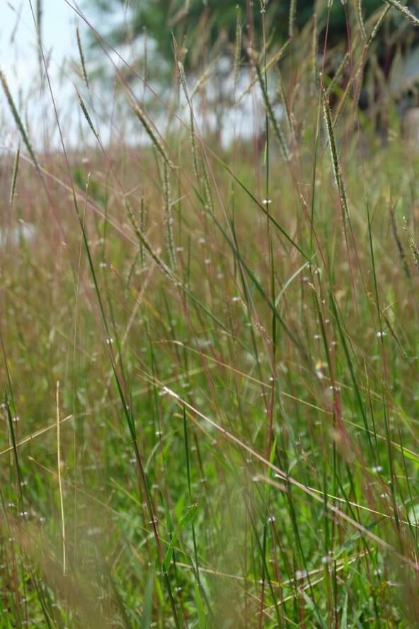 CLOSE-UP OF FRESH GREEN FIELD