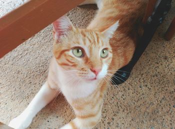 Close-up of ginger cat