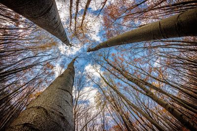 Low angle view of tree against sky
