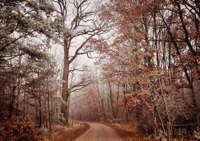 Road amidst trees in forest during autumn