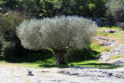 Trees on field in forest