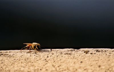 Close-up of insect on wall