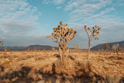 Trees on land against sky