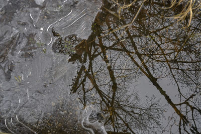 Close-up of tree branches in winter