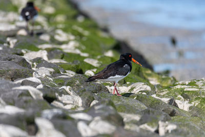 Bird perching on rock