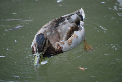 High angle view of duck swimming in lake