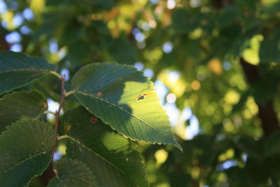 Close-up of insect on plant