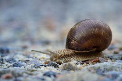 Close-up of snail on land