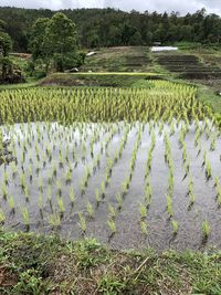 Scenic view of agricultural field