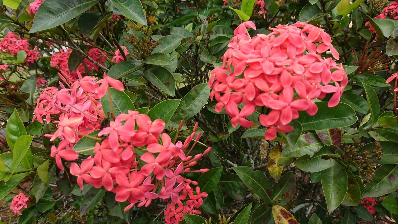 HIGH ANGLE VIEW OF PINK ROSES ON PLANT