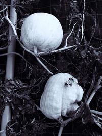 Close-up of mushrooms growing on land