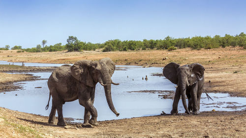 Elephant in a field