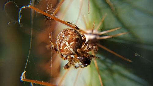 Close-up of spider on web