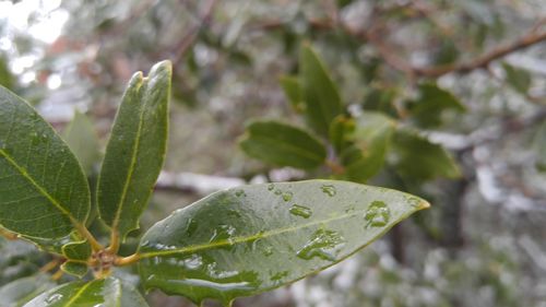 Close-up of green leaves