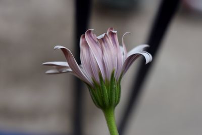 Close-up of pink flower