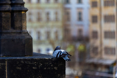 Close-up of bird perching on wood against building