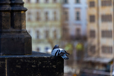 Close-up of pigeon perching on building