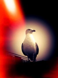 Low angle view of birds perching on wall