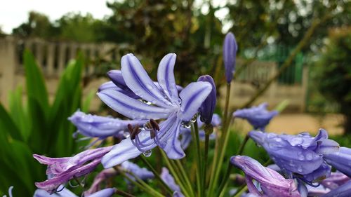 Close-up of purple crocus flowers