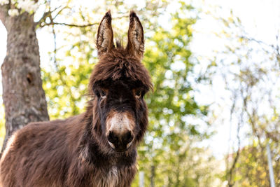 Close-up of a horse