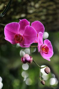 Close-up of pink orchids blooming outdoors