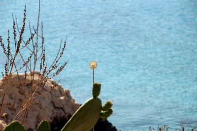 Close-up of flowering plant against sea