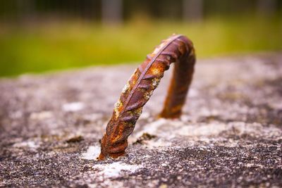 Close-up of lizard on rusty metal