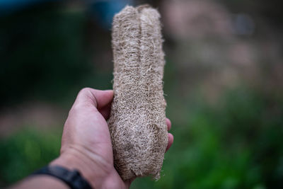 Close-up of hand holding leaf