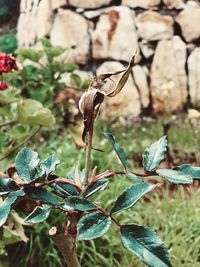 Close-up of wilted plant