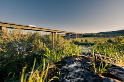 Plants growing on land against clear sky