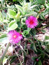 Close-up of pink flowers