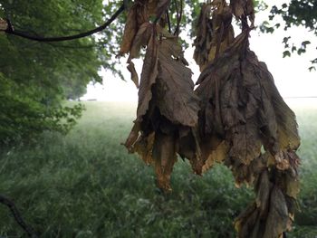 Close-up of tree trunk