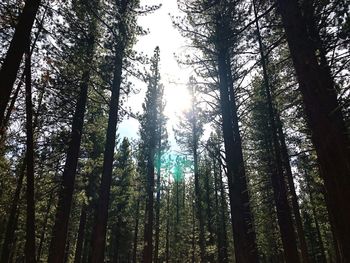 Low angle view of trees in forest against sky