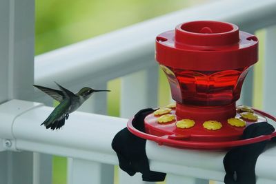 Close-up of a red bird on table