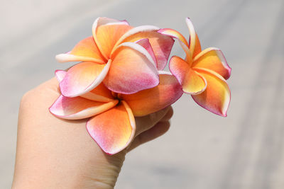 Close-up of hand holding frangipanis