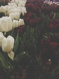 Close-up of white flowers blooming outdoors