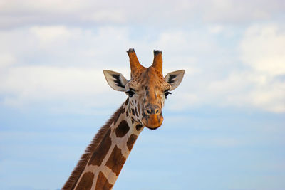 Close-up of giraffe against sky