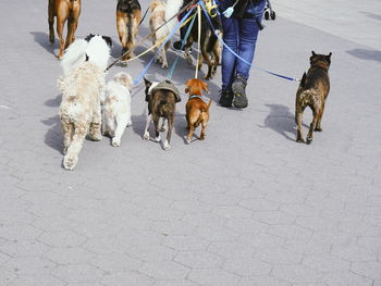 Low section of man with dog on road