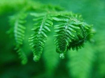 Close-up of fern leaves