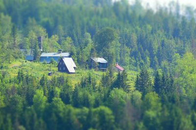 Scenic view of forest