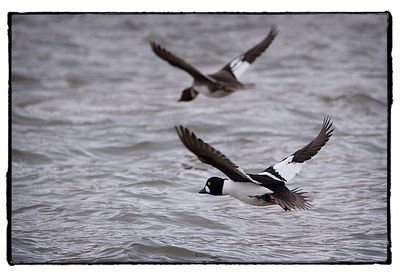 Birds flying over lake