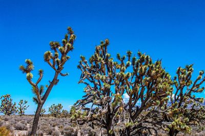 Low angle view of plants against clear blue sky