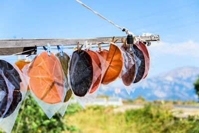 Close-up of food drying on clothesline